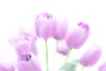 Tulip flowers high key abstract and soft color Royalty Free Stock Photo