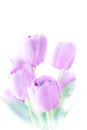 Tulip flowers high key abstract and soft color Royalty Free Stock Photo