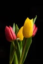 Tulip flowers isolated on a black background Royalty Free Stock Photo