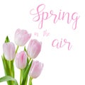 Tulip flowers isolated and hand lettering spring in the air