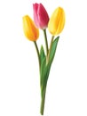 Tulip flowers isolated.