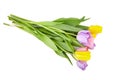 Tulip flowers isolated on white background. Colorful bouquet of spring tulip flowers Royalty Free Stock Photo