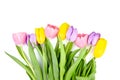 Tulip flowers isolated on white background. Colorful bouquet of spring tulip flowers Royalty Free Stock Photo