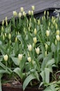 TULIP FLOWERS ON KASTRUPLUNDGADE