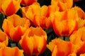 Tulip flowers at the Keukenhof garden, The Netherlands