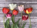 Tulip flowers with long stems and leaves showing and petals loose