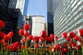 Tulip Flowers in New York City Park