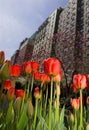 Tulip Flowers in New York City Park