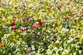 Tulip flowers and petunia in the park