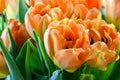 Tulip flowers in pink color Royalty Free Stock Photo