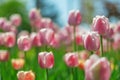 Tulip flowers. plants in the city flower beds summer mood. bright colors close-up Royalty Free Stock Photo