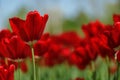 Tulip flowers. plants in the city flower beds summer mood. bright colors close-up Royalty Free Stock Photo