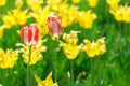 Tulip flowers. plants in the city flower beds summer mood. bright colors close-up Royalty Free Stock Photo