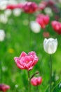 Tulip flowers. plants in the city flower beds summer mood. bright colors close-up Royalty Free Stock Photo