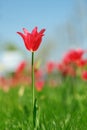 Tulip flowers. plants in the city flower beds summer mood. bright colors close-up Royalty Free Stock Photo