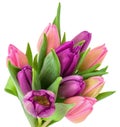 Tulip flowers purple and pink with green leaves isolated on white background, festive bouquet for Easter or birthday Royalty Free Stock Photo