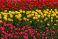 Colorful tulip spring field