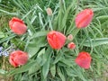 Tulip flowers in red. Rainy drops and fresh humidity. Royalty Free Stock Photo