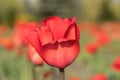 Tulip flowers. Red Flowers spring Royalty Free Stock Photo