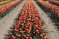 Tulip flowers row in red and yellow colors, field in spring