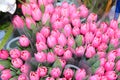 tulip flowers for sale in the Dutch flower market Royalty Free Stock Photo