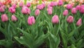 Tulip flowers species Pink Pigeon in pink color