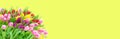 Tulip Flowers spring bouquet Floral banner yellow background