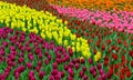 Tulip flowers in spring