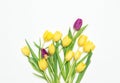 Tulip flowers Spring yellow purple bouquet white background Royalty Free Stock Photo