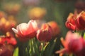 Tulip flowers in sunset and raindrop Royalty Free Stock Photo