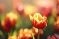 Tulip flowers in sunset and raindrop Royalty Free Stock Photo