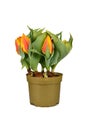 Tulip flowers \'Tulipa Flair\' tulip in flower pot Royalty Free Stock Photo