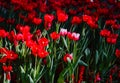 Tulip flowers under sun light