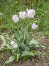 Tulip flowers with varying length in white. Royalty Free Stock Photo