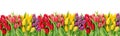 Tulip flowers water drops Floral banner