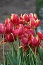 Tulip flowers wet in the rain.