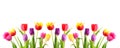 Tulips. Royalty Free Stock Photo