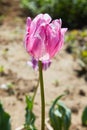 Purple and white parrot tulips outdoors. Royalty Free Stock Photo