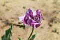 Purple and white parrot tulips outdoors. Royalty Free Stock Photo