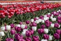 Tulip flowers in white, purple, red, pink colors and field in spring Royalty Free Stock Photo