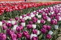 Tulip flowers in white, purple, red, pink colors and field in spring Royalty Free Stock Photo