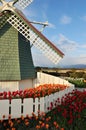 Tulip flowers and windmill Royalty Free Stock Photo