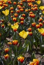 Tulip flowers in yellow and red colors and field in spring Royalty Free Stock Photo