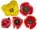 Tulip flowers in yellow and red seen from above for decorations. Royalty Free Stock Photo