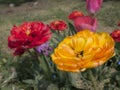 Tulip flowers in yellow and red. Royalty Free Stock Photo