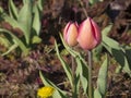 Tulip flowers in yellow and red. Royalty Free Stock Photo