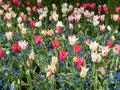 Tulip and forget me not display in a garden Royalty Free Stock Photo