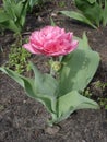 Tulip 'Foxtrot' (Double Early Tulip) Royalty Free Stock Photo