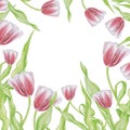 Tulip frame pattern isolate watercolor white background Royalty Free Stock Photo