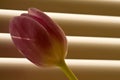 Tulip in front of window-blind Royalty Free Stock Photo